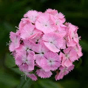 DIANTHUS SWEET ROSA NR.1000 SEMI